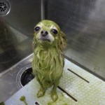 まめた