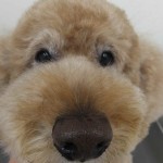 ごろー2 (2)