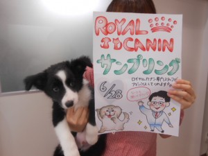 オススメ犬 005