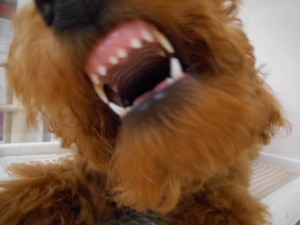 週末・オススメ犬 028