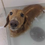 ころすけ3 (1)
