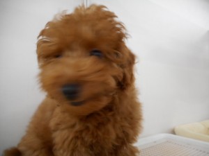 週末・オススメ犬 030