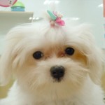 小樽
