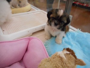 週末・オススメ犬 037