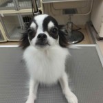 こじ (1)