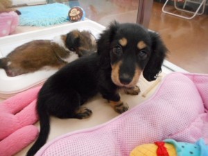 週末・オススメ犬 031