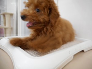 週末・オススメ犬 027