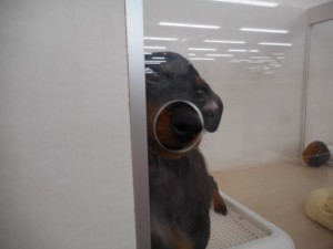 週末・オススメ犬 023