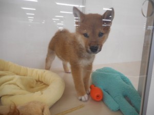 週末・オススメ犬 020