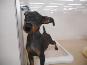 週末・オススメ犬 021