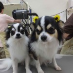こた・こじ