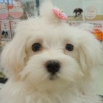 清田