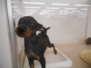 週末・オススメ犬 022