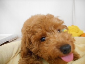 週末・オススメ犬 029