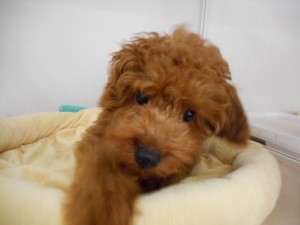 週末・オススメ犬 024