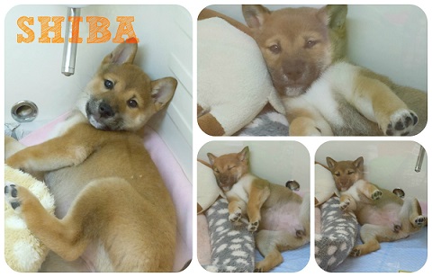 shiba