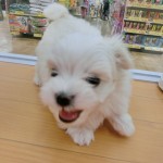 CIMG5361