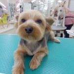 ちょも