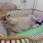 DSCN8870