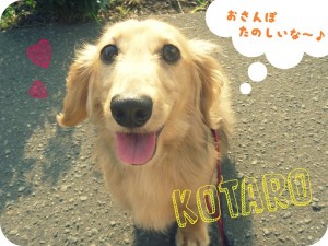 こたろうくん