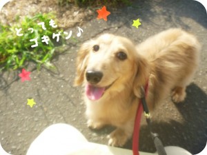 こたろうくん2