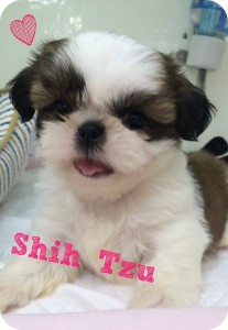 shi-