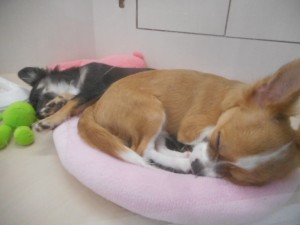 DSCN5460
