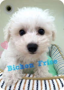 bichon