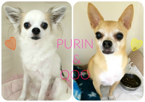 pirin&qoo