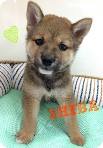 shiba