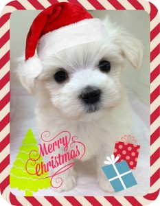 maru.x'masblog