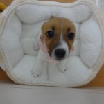 DSC06652