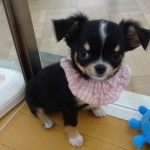 DSC07054