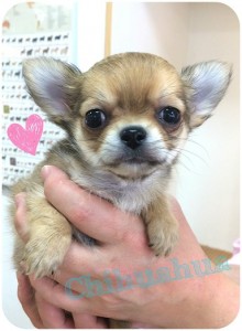 chi2