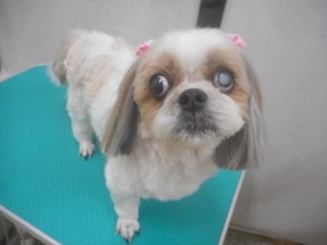 ココ②