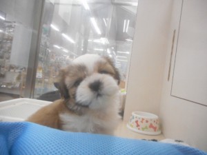 DSCN9133