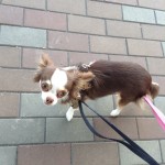きなこ