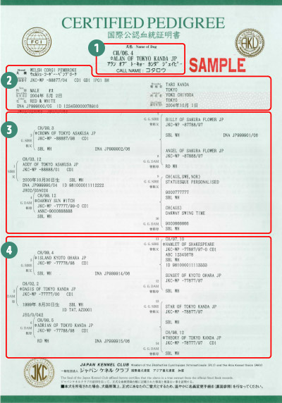 血統証明書サンプル表面