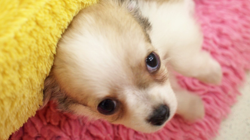 子犬販売