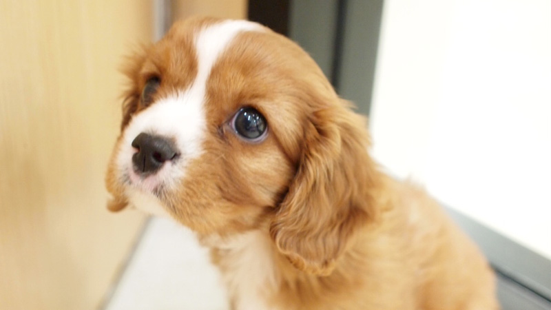 子犬販売