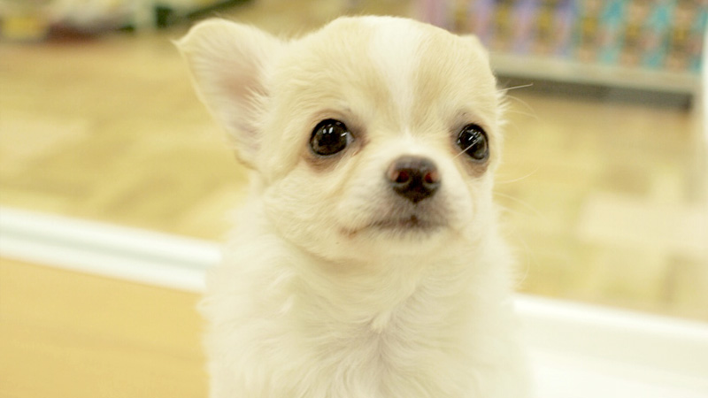 子犬販売