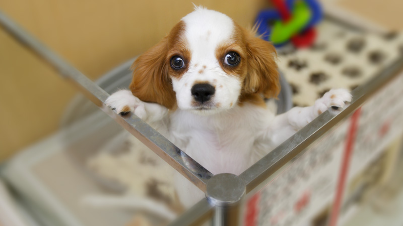 子犬販売