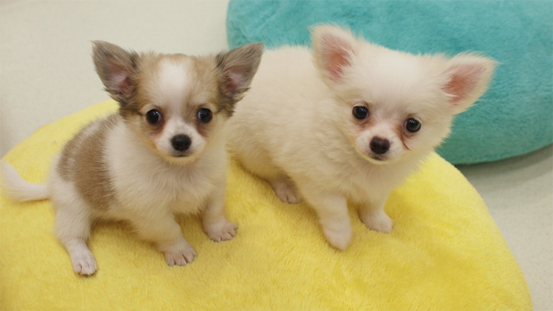 子犬販売