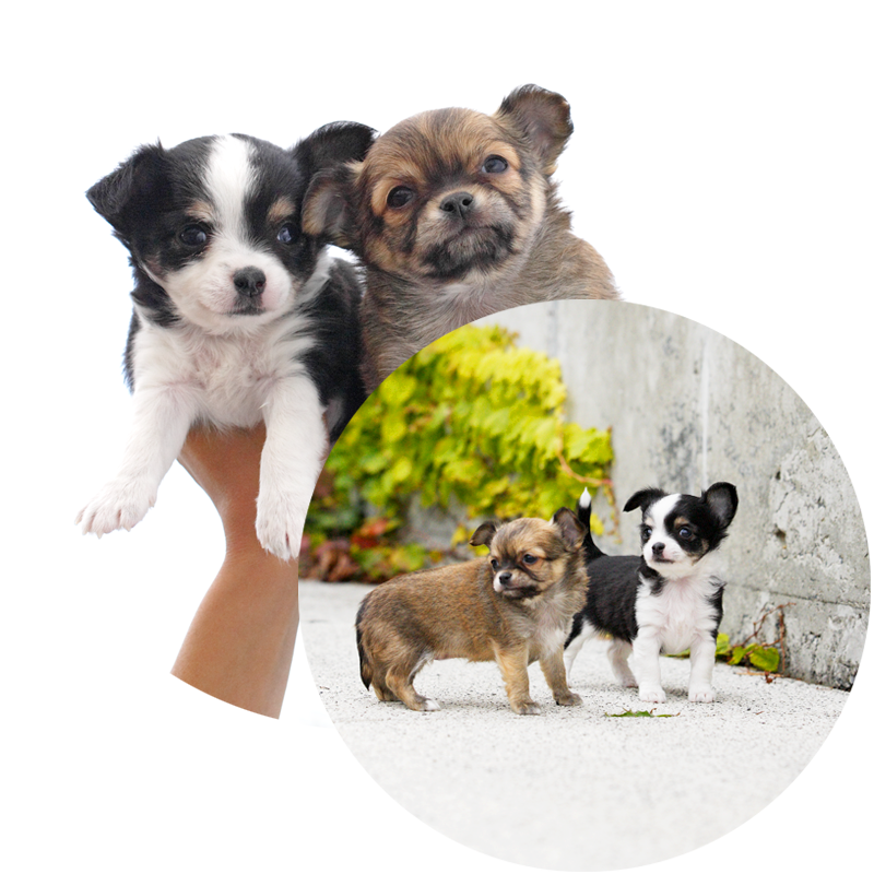 子犬・子猫販売