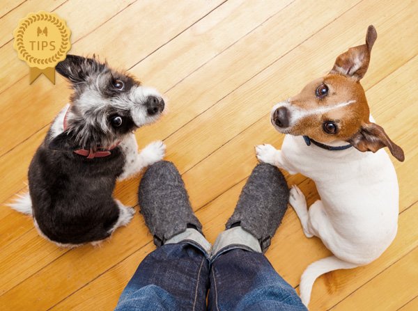 先住犬がいる場合