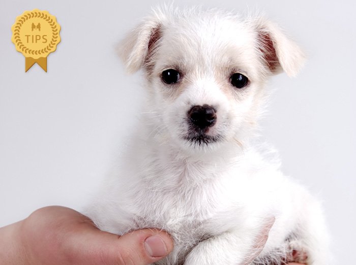 ワンちゃんをよく知り、自分に合った仔犬を選ぶ