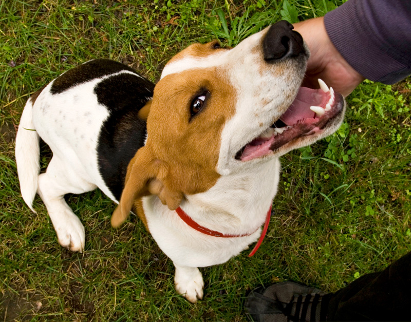 Image result for pet a dog