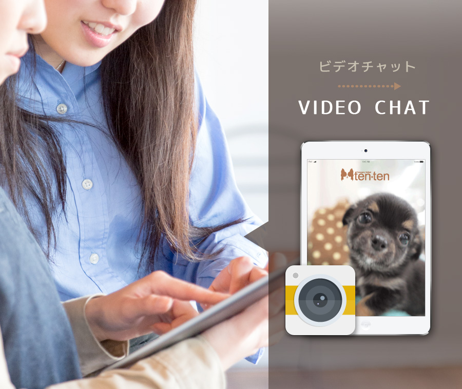 videochat 札幌 ペットショップ｜ペットハウステンテン｜トリミング｜ペットホテル｜猫トリミング｜札幌近郊ペットショップ ｜ペットハウステンテン