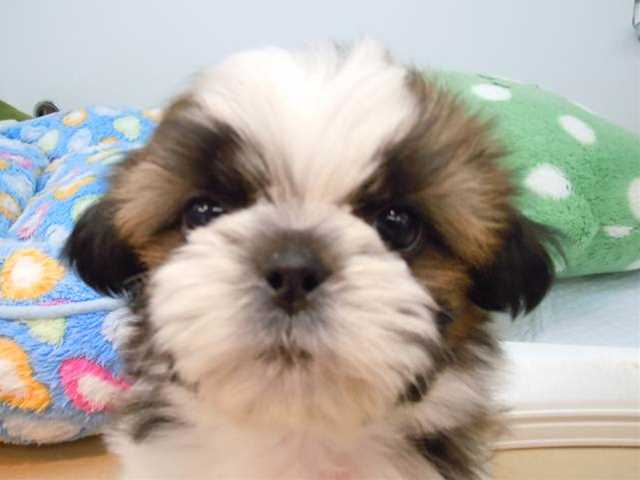 初めましてシーちゃんです(*^^)v