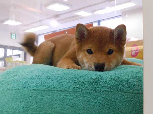☆★しばおくん日記　１★☆